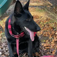Echo-  Pink Girl, a female German Shepherd Dog for sale in Waco, TX – Photo 4 of 6