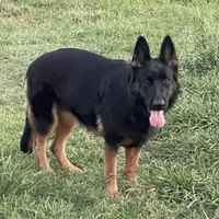 Echo-  Pink Girl, a female German Shepherd Dog for sale in Waco, TX – Photo 6 of 6