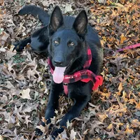 Echo-  Pink Girl, a female German Shepherd Dog for sale in Waco, TX – Photo 1 of 6