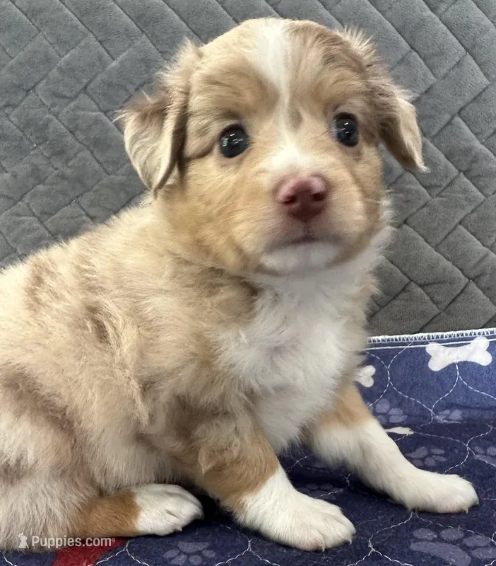 Red Merle 2 – Toy Australian Shepherd puppy for sale in Platte City, MO