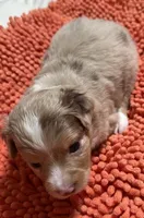 Red Merle 2, a male Toy Australian Shepherd for sale in Platte City, MO – Photo 5 of 5