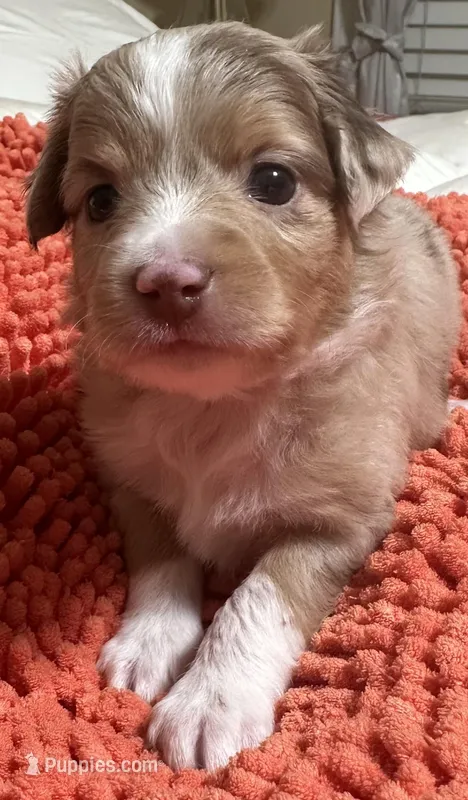 Red Merle 2 – Toy Australian Shepherd puppy for sale in Platte City, MO