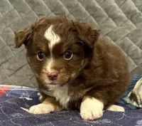Red Tri 2, a male Toy Australian Shepherd for sale in Platte City, MO – Photo 8 of 8