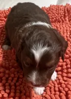 Red Tri 1, a male Toy Australian Shepherd for sale in Platte City, MO – Photo 2 of 4