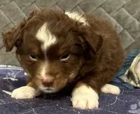Red Tri 2, a male Toy Australian Shepherd for sale in Platte City, MO – Photo 3 of 8