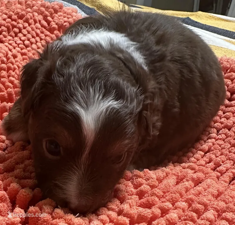 Red Tri 1 – Toy Australian Shepherd puppy for sale in Platte City, MO