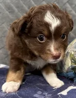 Red Tri 2, a male Toy Australian Shepherd for sale in Platte City, MO – Photo 1 of 8