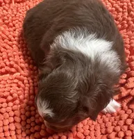 Red Tri 1, a male Toy Australian Shepherd for sale in Platte City, MO – Photo 4 of 4