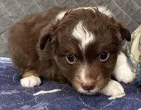 Red Tri 2, a male Toy Australian Shepherd for sale in Platte City, MO – Photo 5 of 8