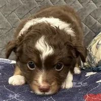 Red Tri 2, a male Toy Australian Shepherd for sale in Platte City, MO – Photo 2 of 8