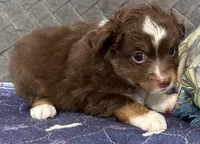 Red Tri 2, a male Toy Australian Shepherd for sale in Platte City, MO – Photo 4 of 8