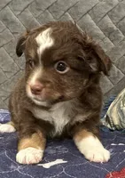 Red Tri 2, a male Toy Australian Shepherd for sale in Platte City, MO – Photo 7 of 8