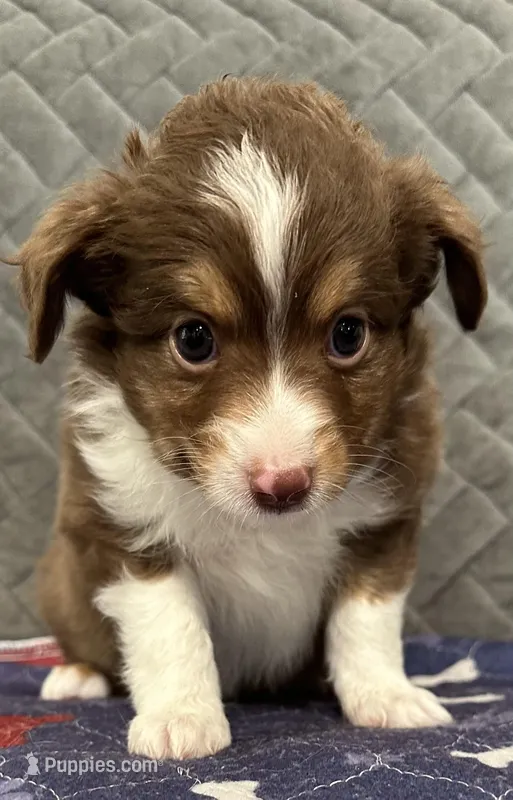 Red Tri 1 – Toy Australian Shepherd puppy for sale in Platte City, MO