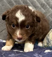 Red Tri 2, a male Toy Australian Shepherd for sale in Platte City, MO – Photo 6 of 8