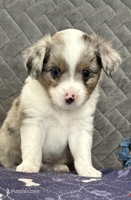 Blue Merle 2 – Toy Australian Shepherd puppy for sale in Platte City, MO