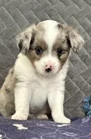 Blue Merle 2, a male Toy Australian Shepherd for sale in Platte City, MO – Photo 1 of 7