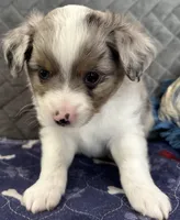 Blue Merle 2, a male Toy Australian Shepherd for sale in Platte City, MO – Photo 4 of 7
