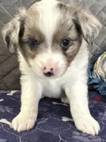 Blue Merle 2, a male Toy Australian Shepherd for sale in Platte City, MO – Photo 7 of 7