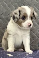 Blue Merle 2, a male Toy Australian Shepherd for sale in Platte City, MO – Photo 2 of 7