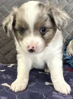 Blue Merle 2, a male Toy Australian Shepherd for sale in Platte City, MO – Photo 6 of 7