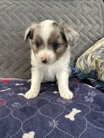 Blue Merle 2, a male Toy Australian Shepherd for sale in Platte City, MO – Photo 3 of 7