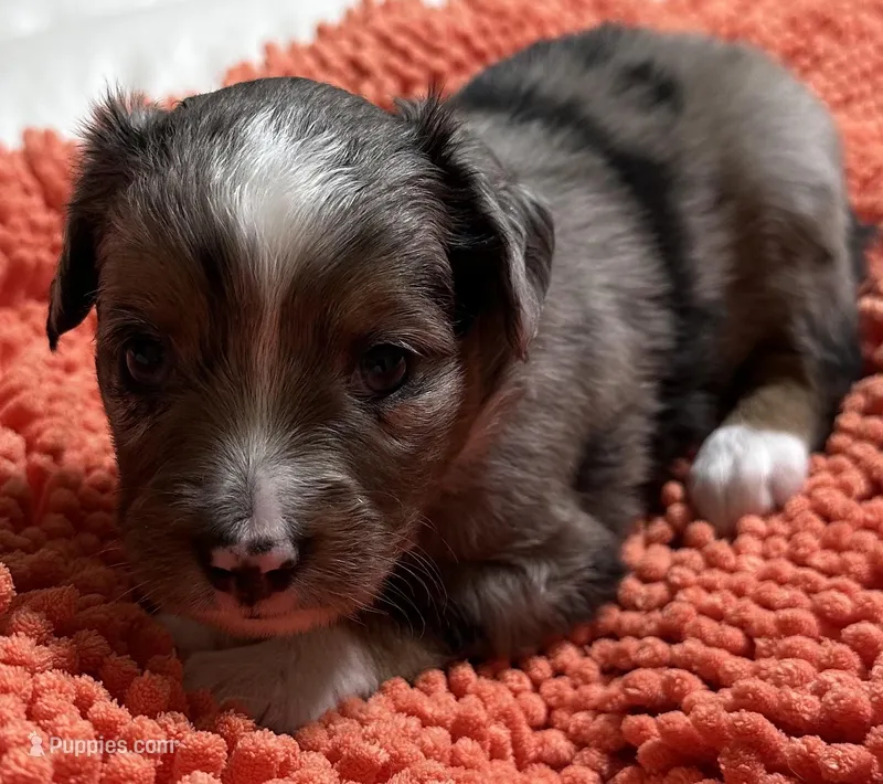 Blue Merle 1 – Toy Australian Shepherd puppy for sale in Platte City, MO
