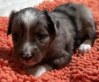 Blue Merle 1, a male Toy Australian Shepherd for sale in Platte City, MO – Photo 2 of 4