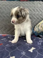 Blue Merle 2, a male Toy Australian Shepherd for sale in Platte City, MO – Photo 5 of 7