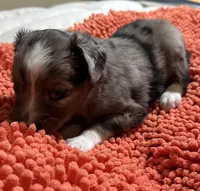 Blue Merle 1, a male Toy Australian Shepherd for sale in Platte City, MO – Photo 3 of 4