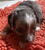 Blue Merle 1, a male Toy Australian Shepherd for sale in Platte City, MO – Photo 4 of 4