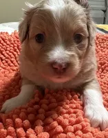 Red Merle 1, a female Toy Australian Shepherd for sale in Platte City, MO – Photo 7 of 8