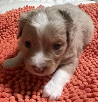 Red Merle 1, a female Toy Australian Shepherd for sale in Platte City, MO – Photo 4 of 8