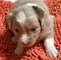 Red Merle 1, a female Toy Australian Shepherd for sale in Platte City, MO – Photo 2 of 8