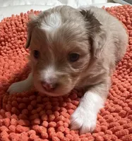 Red Merle 1, a female Toy Australian Shepherd for sale in Platte City, MO – Photo 5 of 8