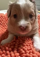 Red Merle 1, a female Toy Australian Shepherd for sale in Platte City, MO – Photo 6 of 8