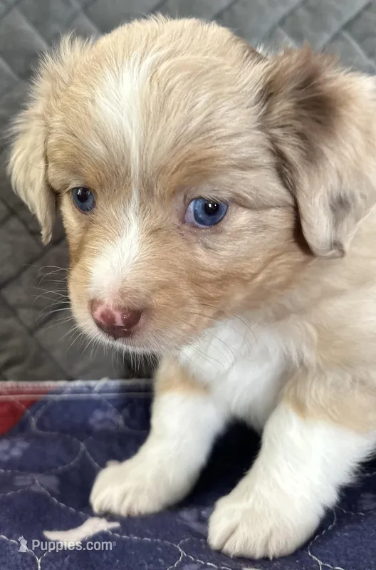 Red Merle 1 – Toy Australian Shepherd puppy for sale in Platte City, MO