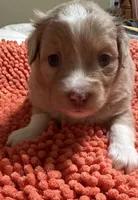 Red Merle 1, a female Toy Australian Shepherd for sale in Platte City, MO – Photo 1 of 8