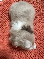 Red Merle 1, a female Toy Australian Shepherd for sale in Platte City, MO – Photo 8 of 8