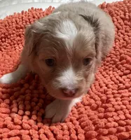 Red Merle 1, a female Toy Australian Shepherd for sale in Platte City, MO – Photo 3 of 8