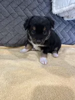 Black Tri, a female Toy Australian Shepherd for sale in Platte City, MO – Photo 5 of 8