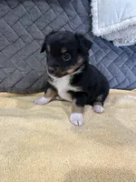 Black Tri, a female Toy Australian Shepherd for sale in Platte City, MO – Photo 4 of 8