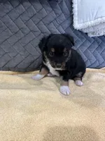 Black Tri, a female Toy Australian Shepherd for sale in Platte City, MO – Photo 2 of 8