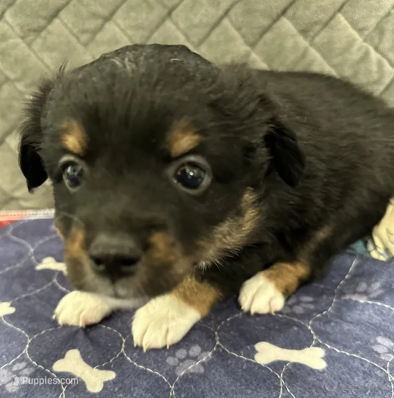 Black Tri – Toy Australian Shepherd puppy on hold in Platte City, MO