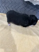 Black Tri, a female Toy Australian Shepherd for sale in Platte City, MO – Photo 8 of 8