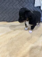 Black Tri, a female Toy Australian Shepherd for sale in Platte City, MO – Photo 7 of 8