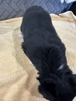 Black Tri, a female Toy Australian Shepherd for sale in Platte City, MO – Photo 6 of 8