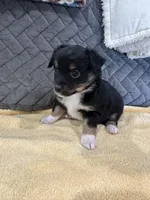 Black Tri, a female Toy Australian Shepherd for sale in Platte City, MO – Photo 3 of 8