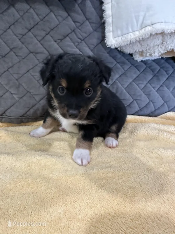 Black Tri – Toy Australian Shepherd puppy for sale in Platte City, MO