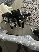 Pink, a female Bernedoodle for sale in Cypress, TX – 5 of 5
