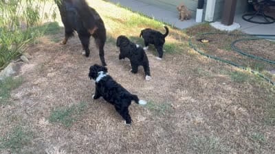 Blue, a male Bernedoodle for sale in Cypress, TX – 5 of 5